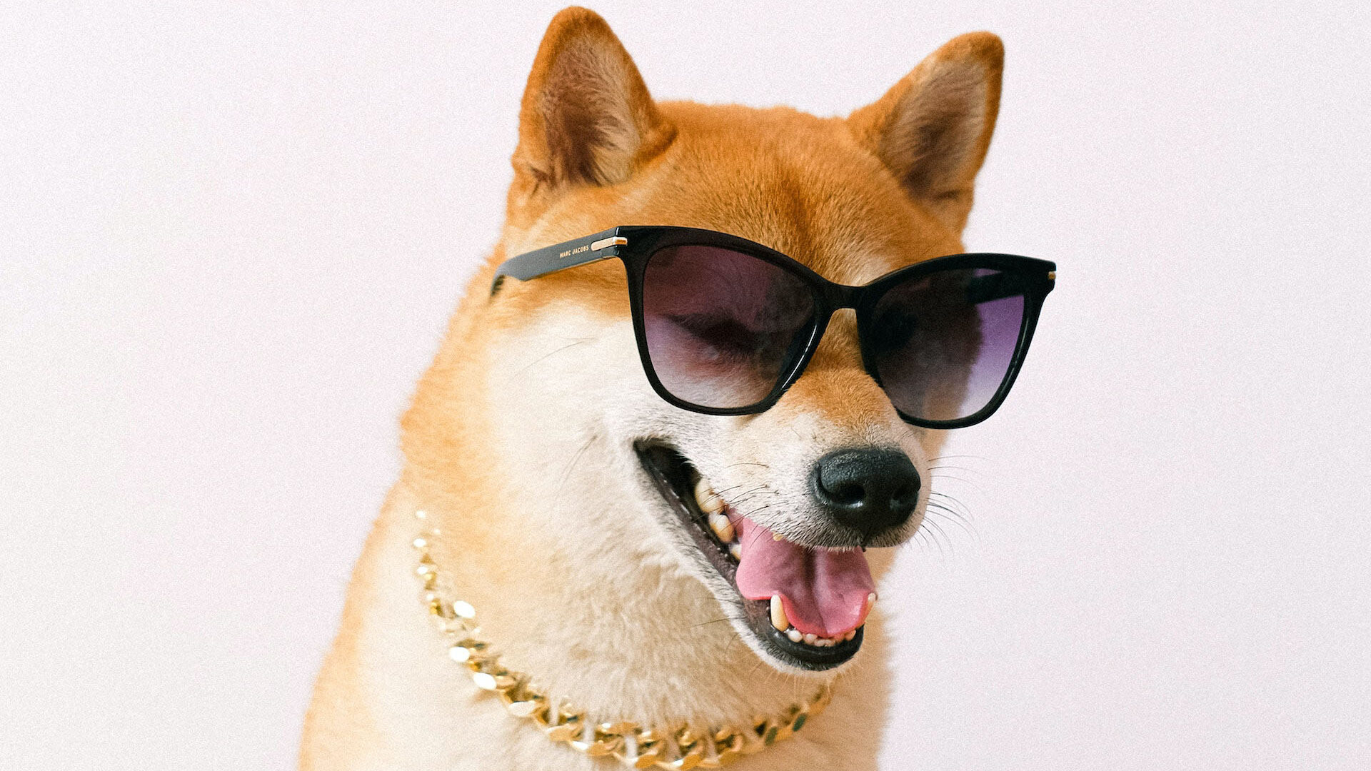shiba-inu-pexels-anna-shvets-4588005-edit