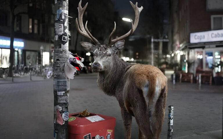 Header hirsch muell laterne 3